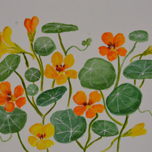 Nasturtium Flowers